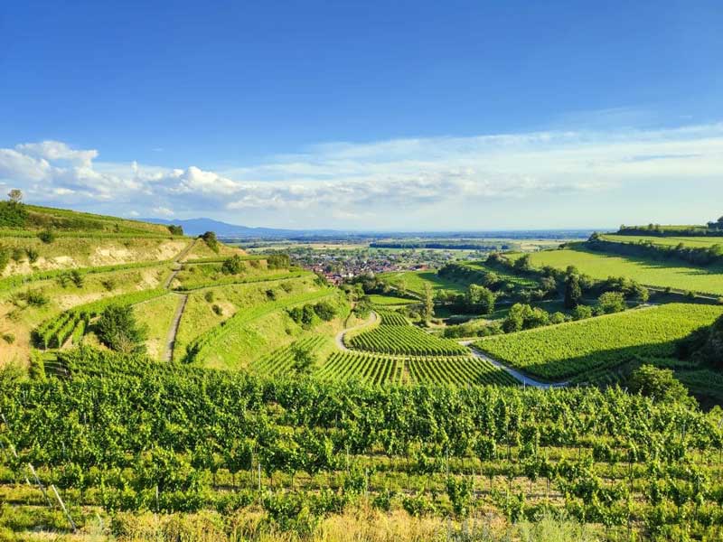 Über uns 1 weinberge breisgau